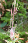 Fringed willowherb